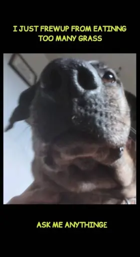a beautiful black and tan dog stares stoically beyond the camera. her jowls sre pendulous and important. caption is chartreuse comic sans and reads "I JUST FREWUP FROM EATINNG TOO MANY GRASS. ASK ME ANYTHINGE"