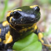 herps