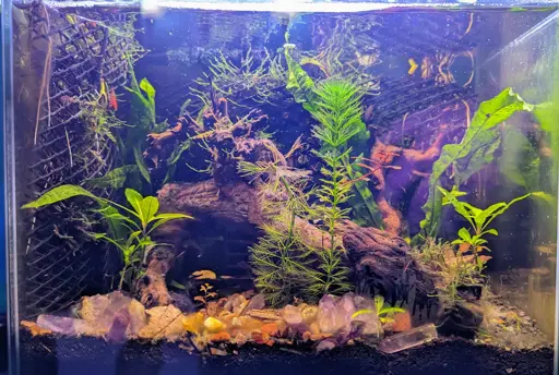 Close up image of the side of Herbert the mystery snail. He has brown grain like clumps attached to his side. Second photo is zoomed out of first at slightly different angel. Third is a full tank setup showing a riparium 5 gallon nano tank with tannin rich water, serval pieces of drift wood, amethyst clusters and tons of live plants.