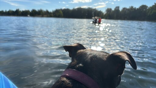 Photo of a dog's head looking at a couple of blurry paddleboarders in the distance.
