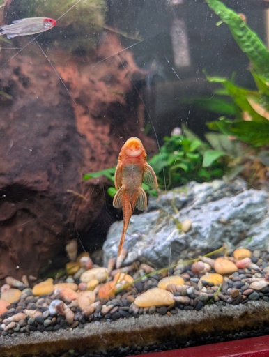 Photo of a pleco!