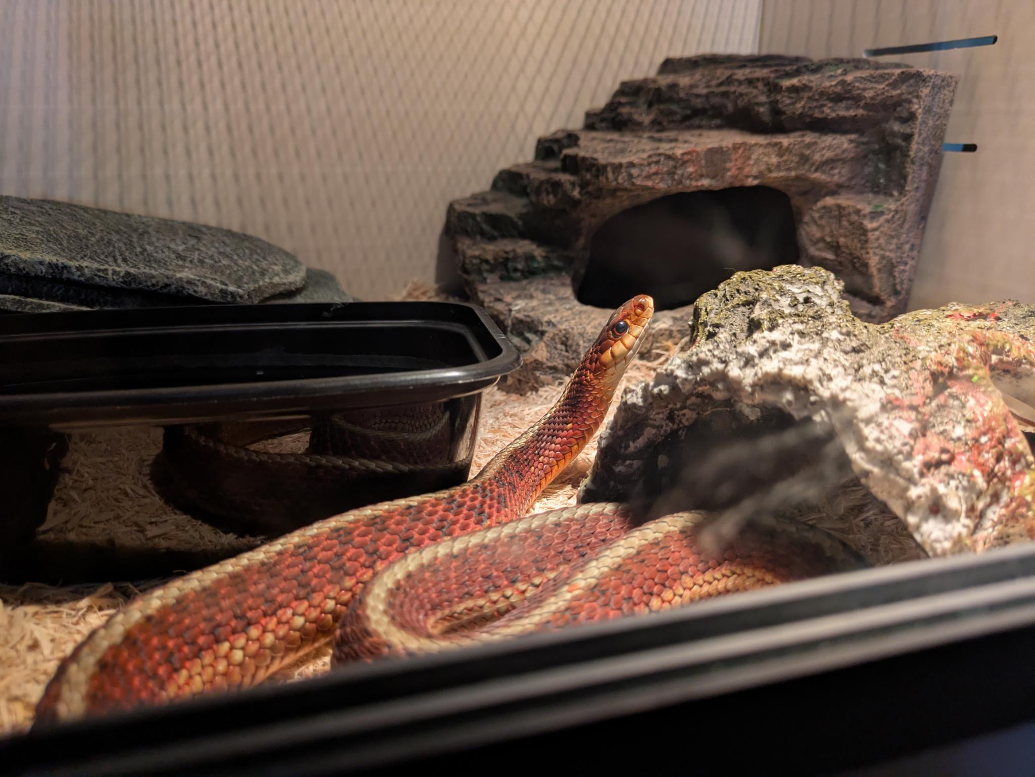 Meet my favorite snake: Naga!