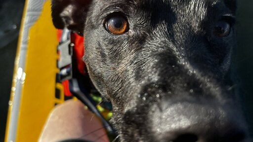 Close up photo of Zelda looking for treats as I'm trying to paddle the paddleboard.